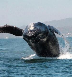 a dolphin in the water with its trunk in the water