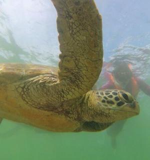 一个人在水中与乌龟一起游泳