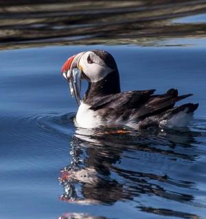 a duck swimming in the water with its beak