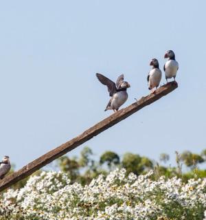 a group of birds sitting on top of a branch