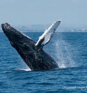一头座头鲸跃出水面