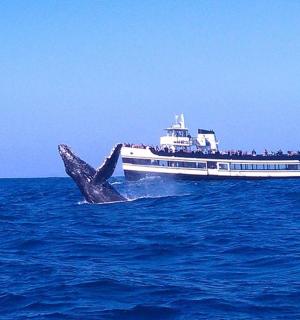 velryba vyskakující z vody jako loď