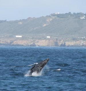 delfín ve vodě s horou v pozadí