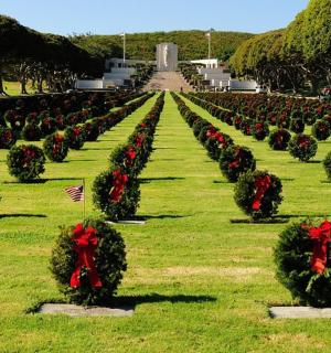 řada keřů s věnci v trávě