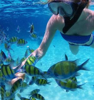 a woman in a swimsuit feeding fish in the water
