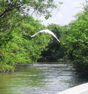 a white bird flying over a river with trees