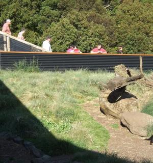 a group of people watching a bear in a zoo