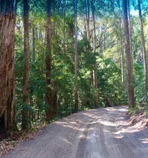 a dirt road in the middle of a forest