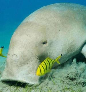 rejnoka plavajícího v oceánu s banány