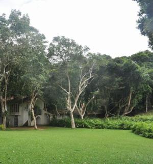 dům uprostřed pole se stromy