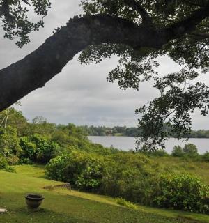 pohled na jezero zpod stromu