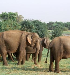 a herd of elephants standing in a field