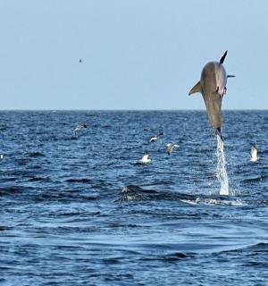 a dolphin jumping out of the water with a flock of birds