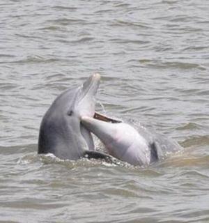 a dolphin in the water with its mouth open