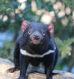 a small black animal standing on a rock