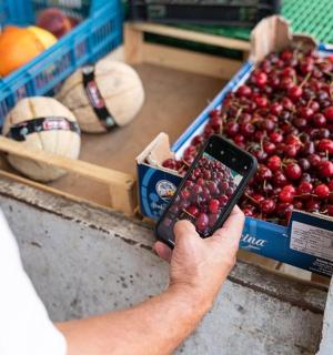 水果摊前拿着手机的人