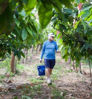 a man walking down a path through a coffee plantation