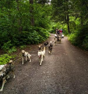skupina psů jdoucích po prašné cestě