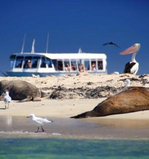 Skupina ptáků stojící na pláži s lodí