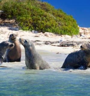 tři tuleni ve vodě na pláži