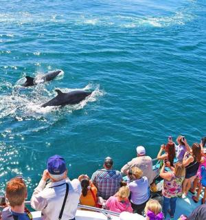skupina lidí pozorujících dva delfíny ve vodě