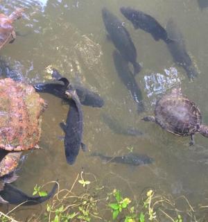 a group of turtles and fish in the water