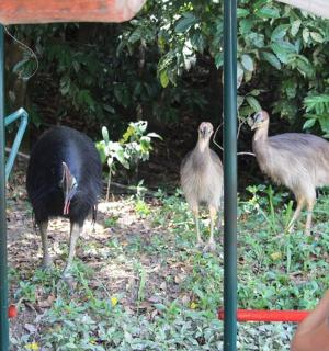 a group of birds standing in the grass