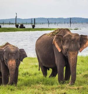 两头大象站在水边的草地上