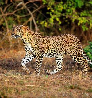 一只猎豹在田野的草地上行走