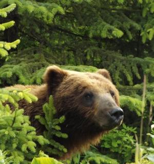 一只棕熊站在森林里