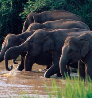 一群大象在水中行走