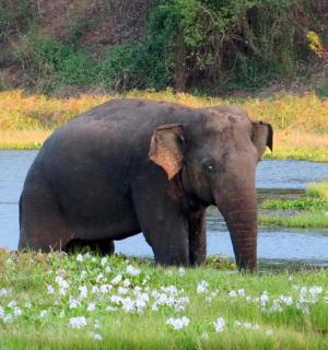 an elephant standing in the grass near a body of water