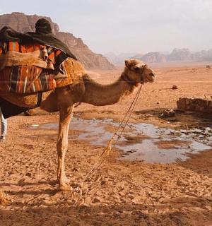 osoba stojící vedle velblouda v poušti