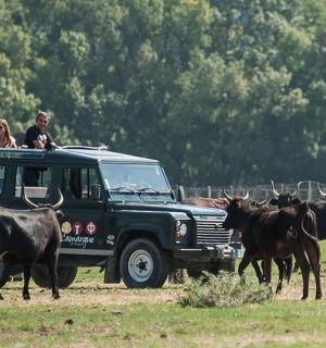 Camargue 4x4 Safari Tour da Le Grau-du-Roi