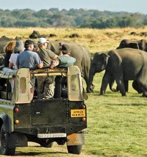 一群人坐在车后座，车上有大象