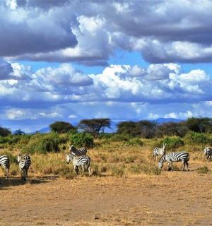 一群斑马站在田野里