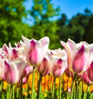 田野里的一组粉红色花朵