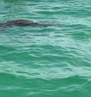 a sea animal swimming in the water