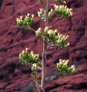 rostlina s květy před červenými kameny