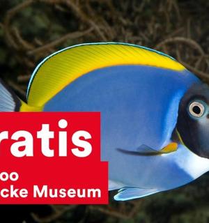 一条带有红色标志的蓝色和黄色的鱼