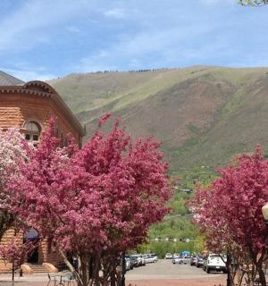 Skupina stromů s růžovými květy před budovou