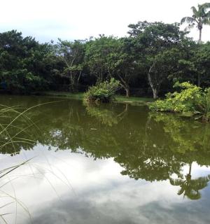 a body of water with trees in the background