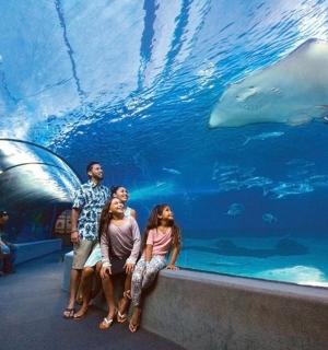 skupina lidí stojících v akváriu se žralokem