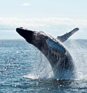 a humpback whale jumping out of the water
