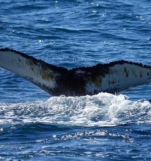 a dolphin in the ocean with its tail in the water