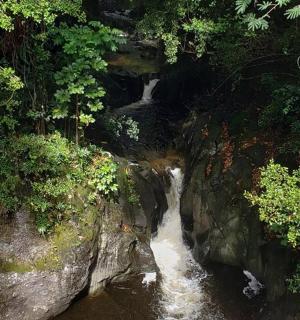a waterfall in the middle of a jungle with trees