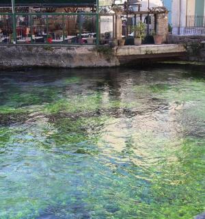 a body of water with green algae on it