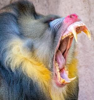 a monkey with its mouth open with its teeth