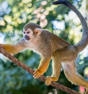 opice sedí na laně