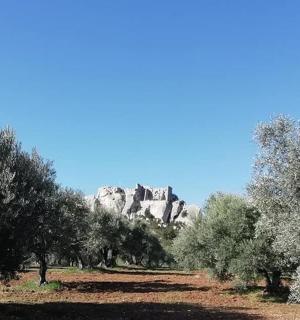 一组树木，背景是一座山